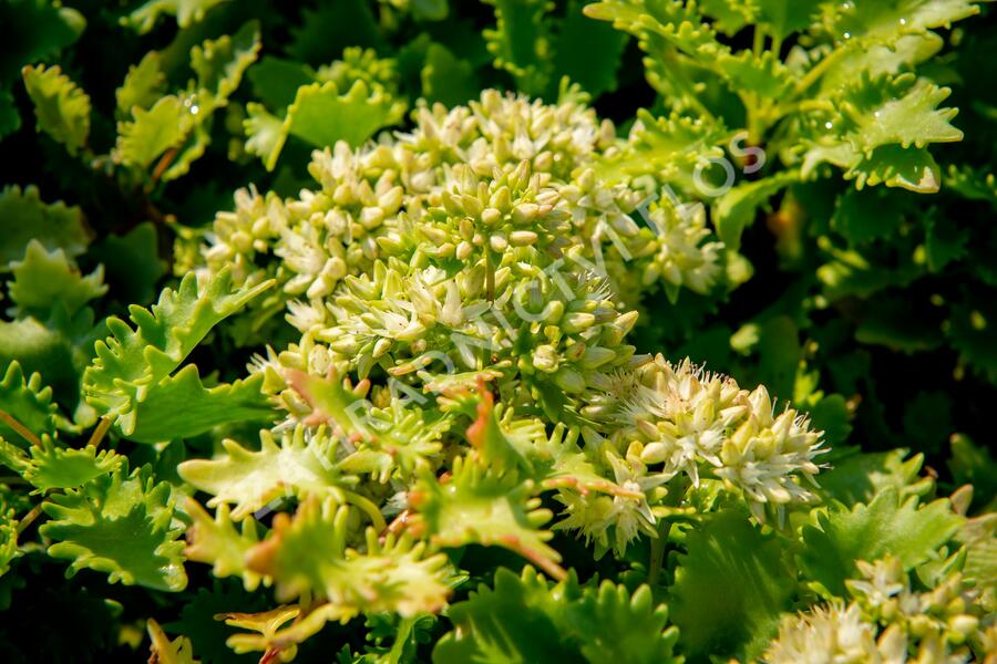 Rozchodník - Sedum populifolium