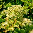 Rozchodník topololistý - Sedum populifolium