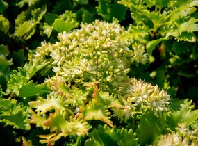 Rozchodník topololistý - Sedum populifolium