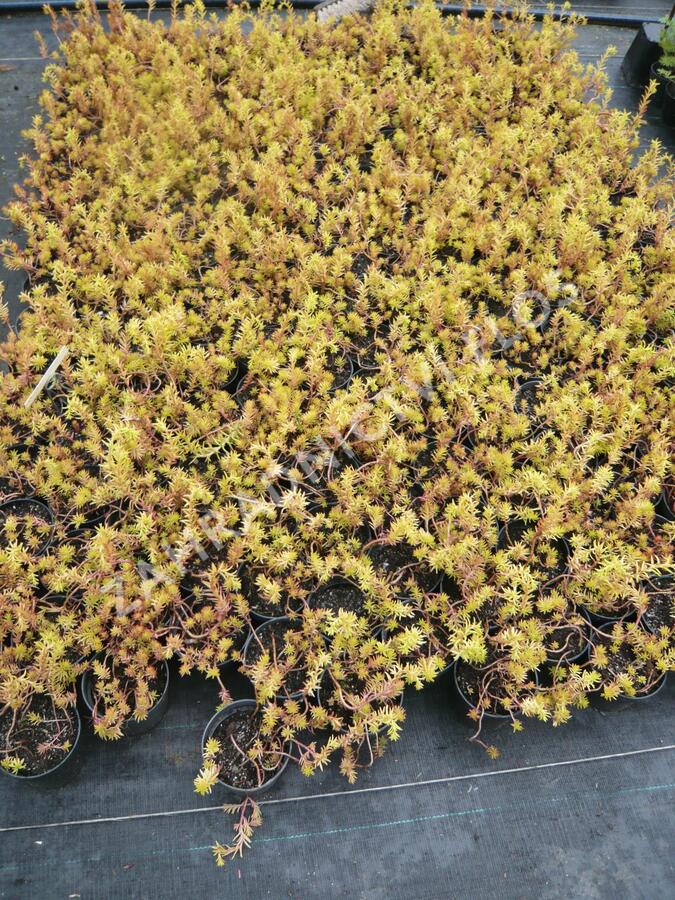 Rozchodník skalní 'Angelina' - Sedum reflexum 'Angelina'