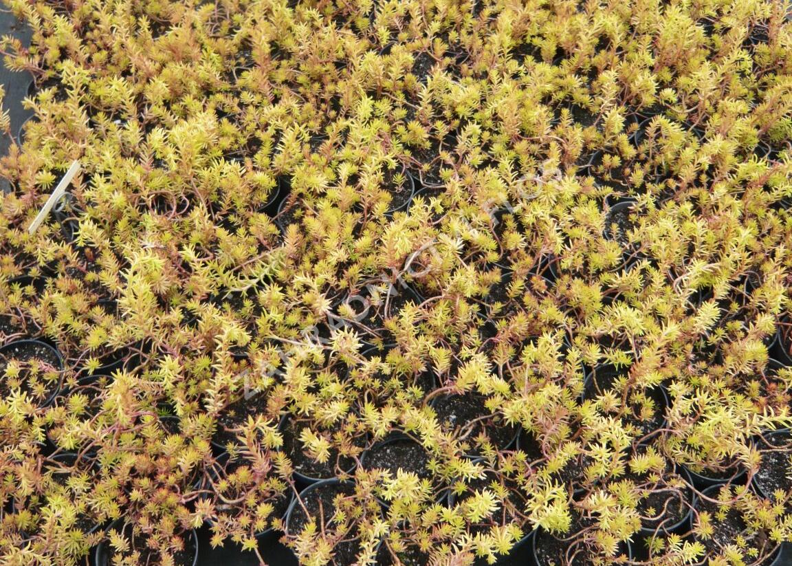 Rozchodník skalní 'Angelina' - Sedum reflexum 'Angelina'