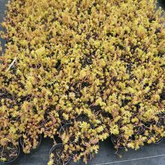Rozchodník skalní 'Angelina' - Sedum reflexum 'Angelina'