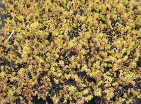 Rozchodník skalní 'Angelina' - Sedum reflexum 'Angelina'