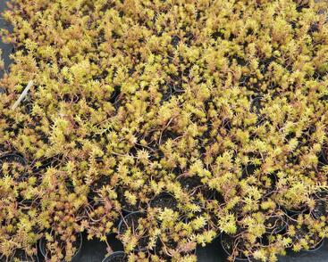 Rozchodník skalní 'Angelina'