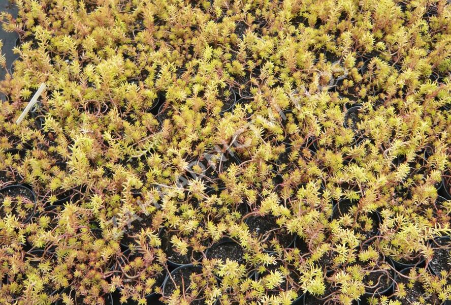 Rozchodník skalní 'Angelina' - Sedum reflexum 'Angelina'