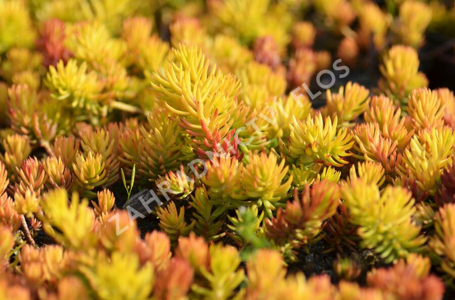 Rozchodník skalní 'Angelina' - Sedum reflexum 'Angelina'