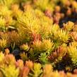 Rozchodník skalní 'Angelina' - Sedum reflexum 'Angelina'