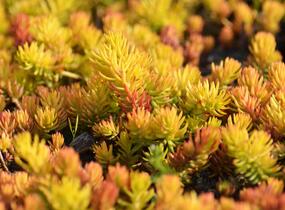 Rozchodník skalní 'Angelina' - Sedum reflexum 'Angelina'