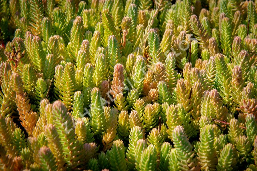 Rozchodník skalní - Sedum reflexum