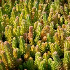 Rozchodník skalní - Sedum reflexum