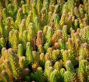 Rozchodník skalní - Sedum reflexum