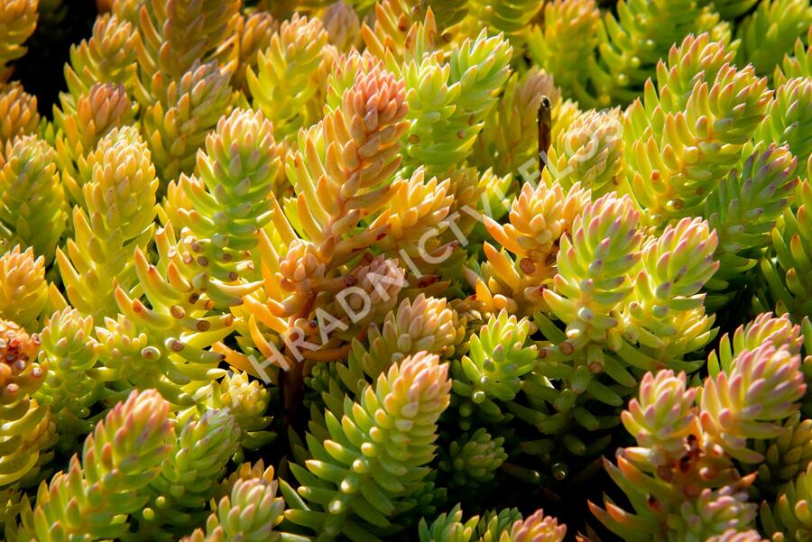 Rozchodník skalní - Sedum reflexum