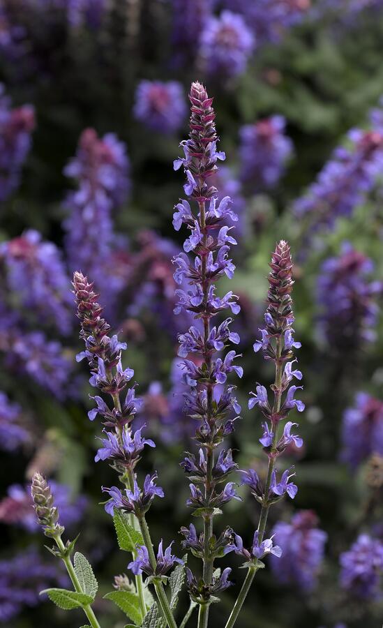 Šalvěj nádherná 'Bordeau Compact Sky Blue' - Salvia superba 'Bordeau Compact Sky Blue'