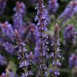 Šalvěj nádherná 'Bordeau Compact Sky Blue' - Salvia superba 'Bordeau Compact Sky Blue'