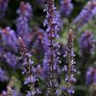 Šalvěj nádherná 'Bordeau Compact Sky Blue' - Salvia superba 'Bordeau Compact Sky Blue'