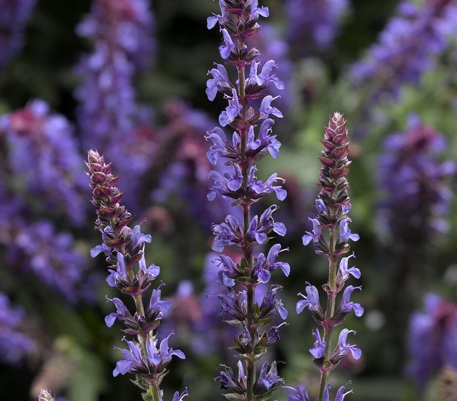 Šalvěj nádherná 'Bordeau Compact Sky Blue' - Salvia superba 'Bordeau Compact Sky Blue'