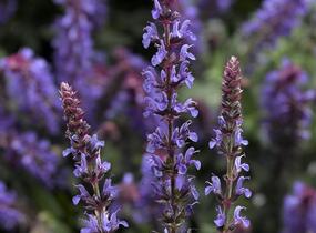 Šalvěj nádherná 'Bordeau Compact Sky Blue' - Salvia superba 'Bordeau Compact Sky Blue'