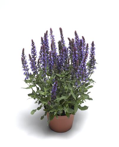 Šalvěj nádherná 'Bordeau Compact Sky Blue' - Salvia superba 'Bordeau Compact Sky Blue'