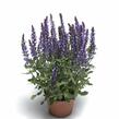 Šalvěj nádherná 'Bordeau Compact Sky Blue' - Salvia superba 'Bordeau Compact Sky Blue'