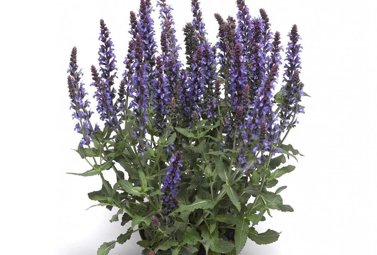 Šalvěj nádherná 'Bordeau Compact Sky Blue' - Salvia superba 'Bordeau Compact Sky Blue'