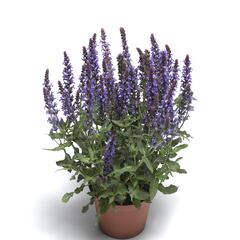 Šalvěj nádherná 'Bordeau Compact Sky Blue' - Salvia superba 'Bordeau Compact Sky Blue'
