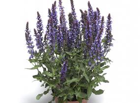 Šalvěj nádherná 'Bordeau Compact Sky Blue' - Salvia superba 'Bordeau Compact Sky Blue'