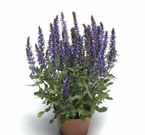 Šalvěj nádherná 'Bordeau Compact Sky Blue' - Salvia superba 'Bordeau Compact Sky Blue'