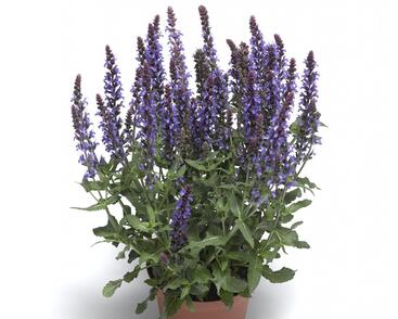 Šalvěj nádherná 'Bordeau Compact Sky Blue'