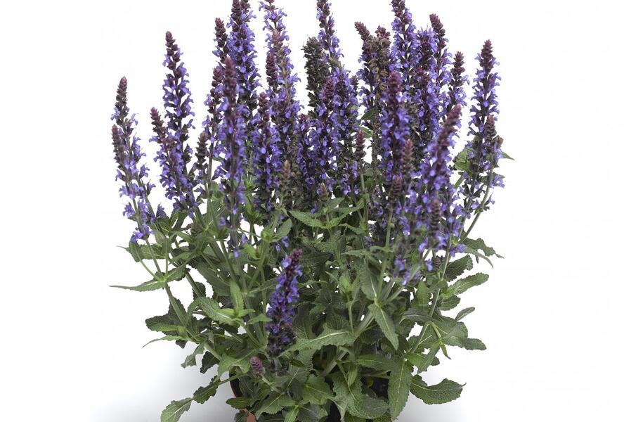 Šalvěj nádherná 'Bordeau Compact Sky Blue' - Salvia superba 'Bordeau Compact Sky Blue'