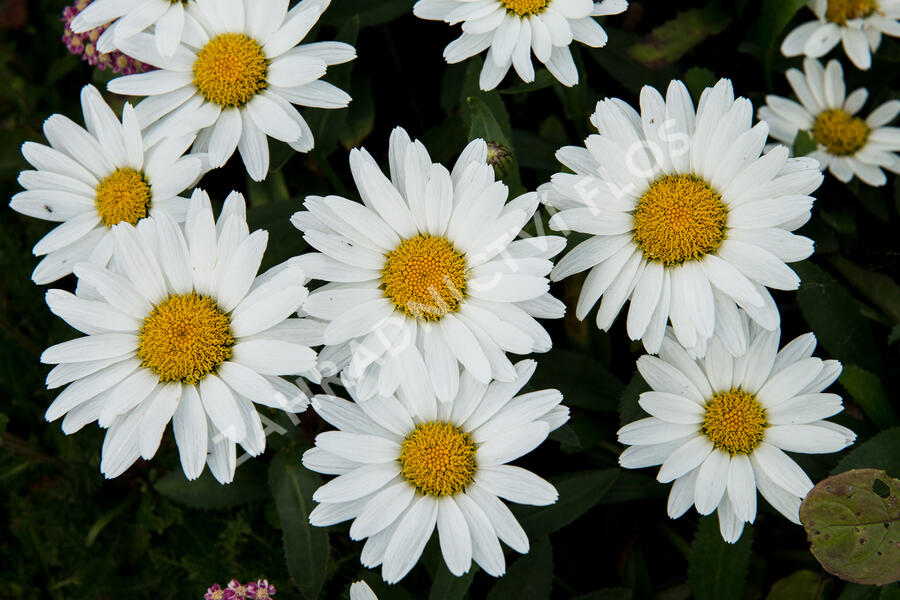 Kopretina největší 'Western Star Taurus' - Leucanthemum maximum 'Western Star Taurus'