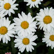 Kopretina největší 'Western Star Taurus' - Leucanthemum maximum 'Western Star Taurus'