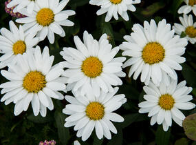 Kopretina největší 'Western Star Taurus' - Leucanthemum maximum 'Western Star Taurus'