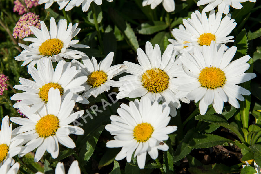 Kopretina největší 'Western Star Taurus' - Leucanthemum maximum 'Western Star Taurus'