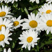 Kopretina největší 'Western Star Taurus' - Leucanthemum maximum 'Western Star Taurus'