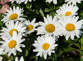 Kopretina největší 'Western Star Taurus' - Leucanthemum maximum 'Western Star Taurus'