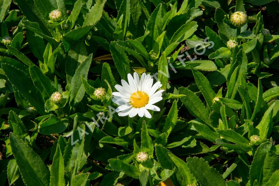 Kopretina největší 'Western Star Taurus' - Leucanthemum maximum 'Western Star Taurus'