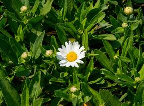 Kopretina největší 'Western Star Taurus' - Leucanthemum maximum 'Western Star Taurus'