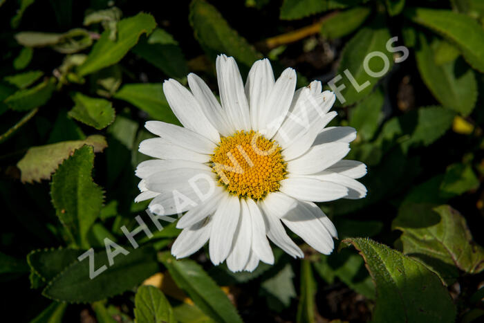 Kopretina největší 'Western Star Taurus' - Leucanthemum maximum 'Western Star Taurus'