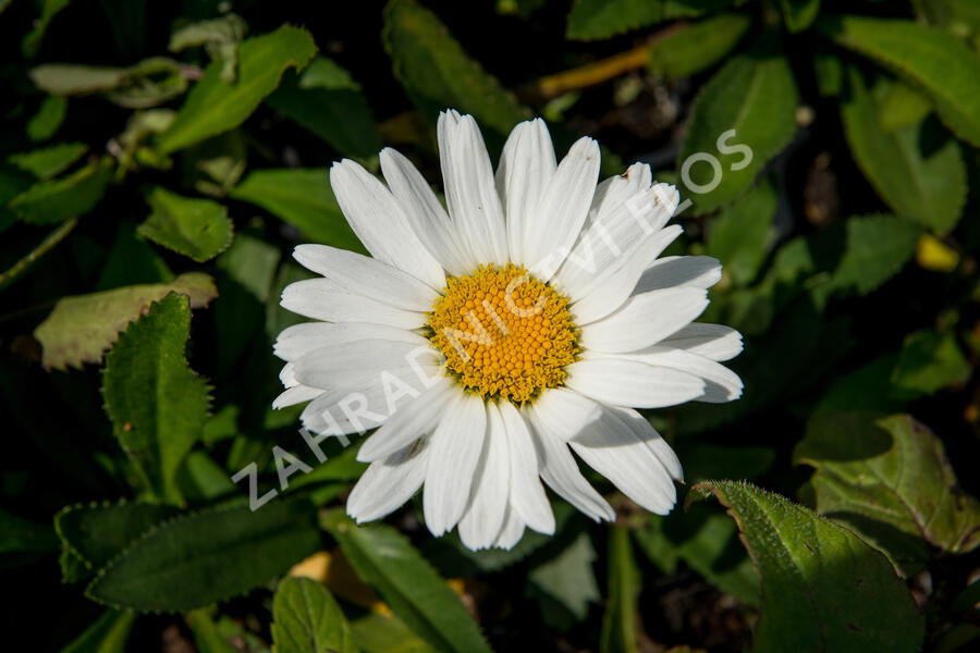 Kopretina největší 'Western Star Taurus' - Leucanthemum maximum 'Western Star Taurus'