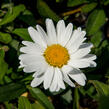 Kopretina největší 'Western Star Taurus' - Leucanthemum maximum 'Western Star Taurus'