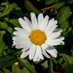 Kopretina největší 'Western Star Taurus' - Leucanthemum maximum 'Western Star Taurus'