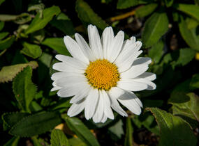 Kopretina největší 'Western Star Taurus' - Leucanthemum maximum 'Western Star Taurus'