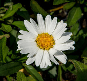 Kopretina největší 'Western Star Taurus' - Leucanthemum maximum 'Western Star Taurus'