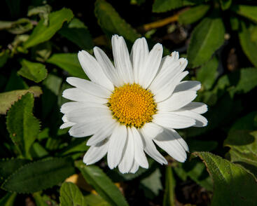 Kopretina největší 'Western Star Taurus'