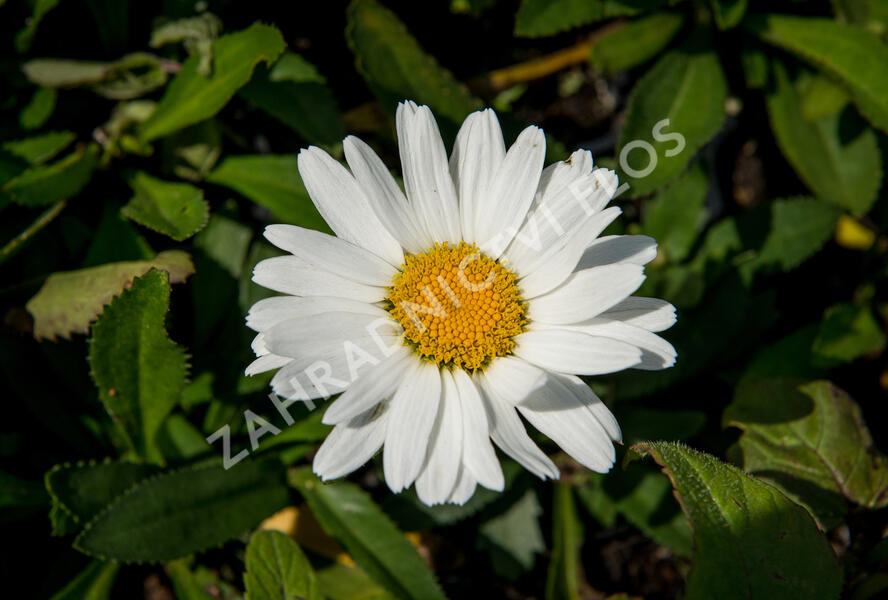 Kopretina největší 'Western Star Taurus' - Leucanthemum maximum 'Western Star Taurus'