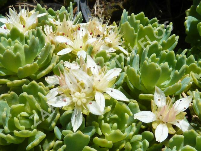 Rozchodník šedý - Sedum pachyclados