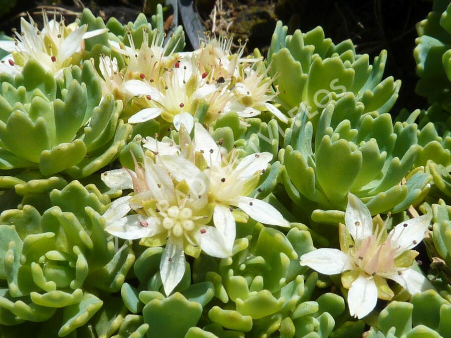 Rozchodník šedý - Sedum pachyclados