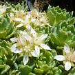 Rozchodník šedý - Sedum pachyclados