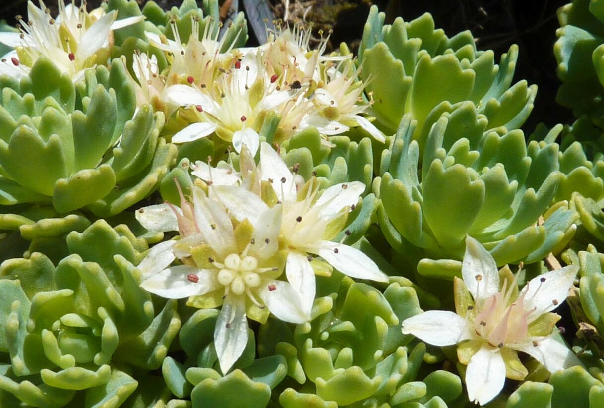 Rozchodník šedý - Sedum pachyclados