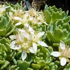 Rozchodník šedý - Sedum pachyclados